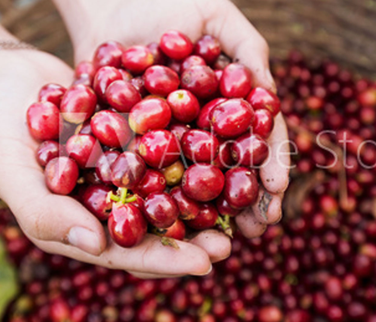 淹れたてのコーヒー